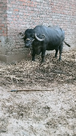 ભેંસ