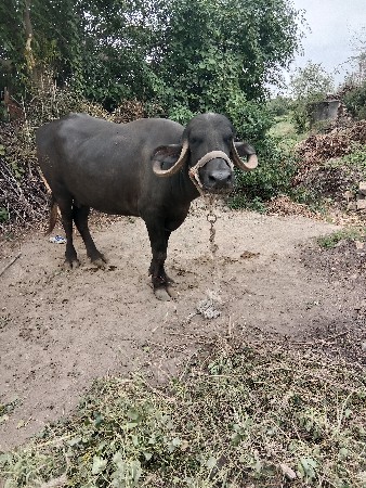 ભેંસ વેચવાની છે ૧મહીનાની વીયાણેલ