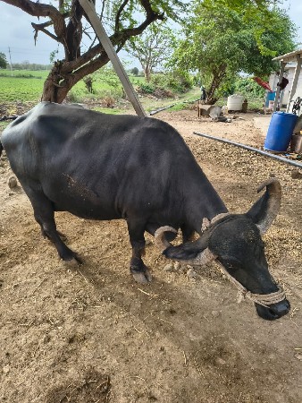 વૅચવાનીછૅ