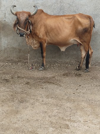 ગાયવેચવાનિછે