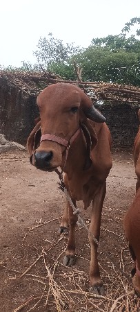 2  varasni orijanal gir vasdiyu