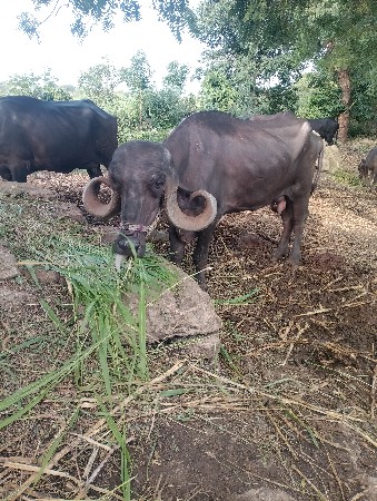 ભેંસ વેચવાની છે