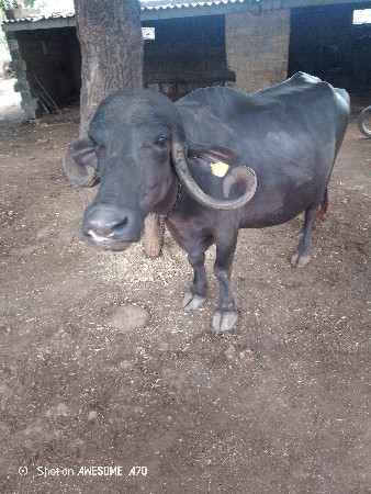 ભેંસ વેચવાની છે