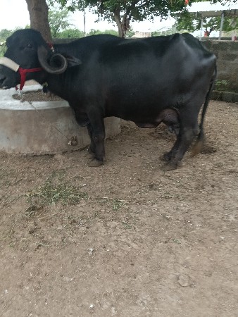 ભેસ બિજાવેતર