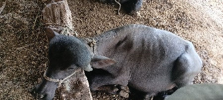ગીર સોમનાથ