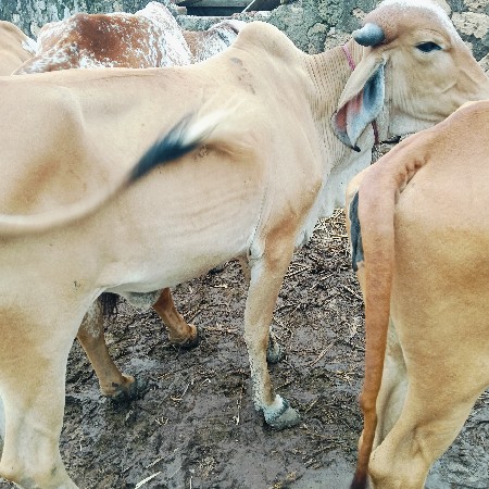 ત્રણ ઓડકા વેચવાના છે