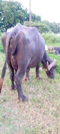 ભેંસ વેચવાની છે