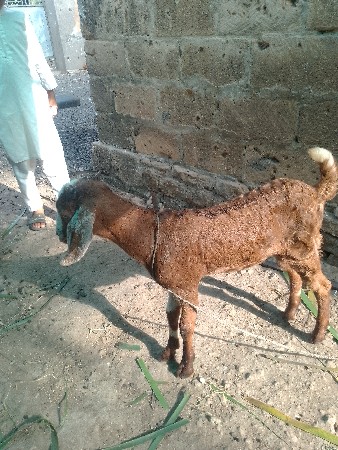વેચવાના છે