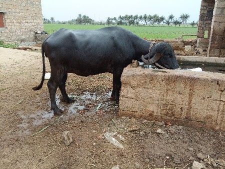 khadelu vechavanu che