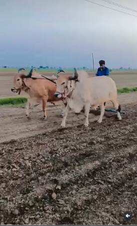 badadh vesavanav se