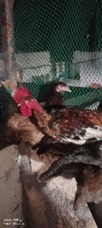 આ મુરઘો વેચવાનો છે