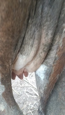 જર્સી ગાય વેસવી
