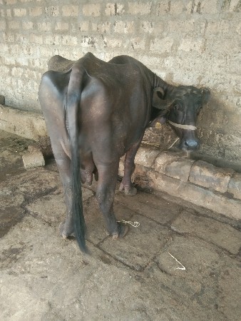 ભેંસ વેચવાની છે