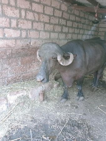 આ ભેંસ વેચવાની છે