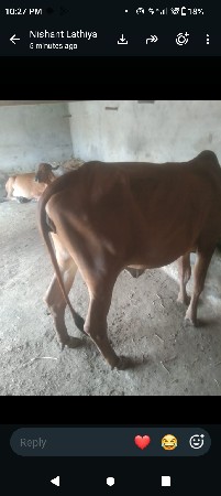 hodki gir