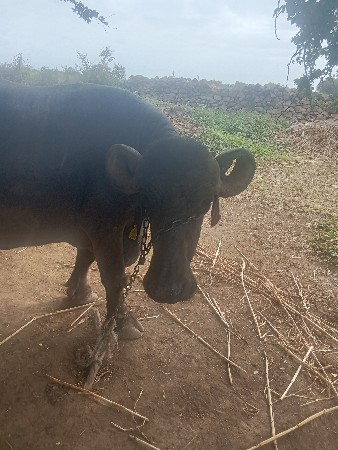 વિરાભાઈ મકવાણા