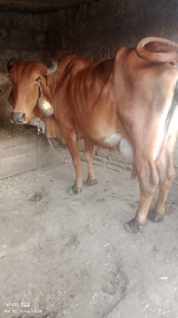 desi gai 4veter viyani se 5lite