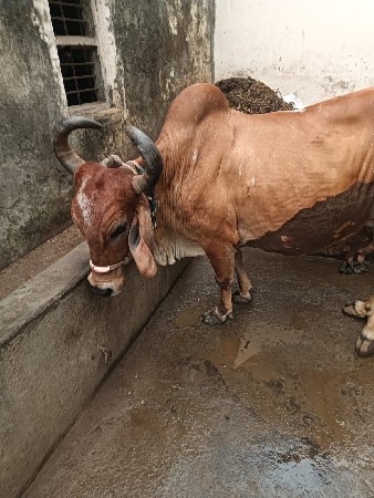 ગાય વેચવાની છે