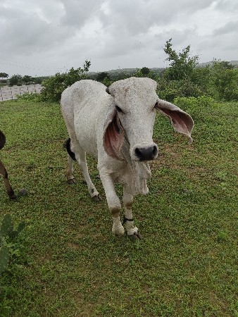 લખનભાઈ મોરી