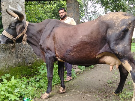 વઢીયારી ની ક્રોસ જર્સી