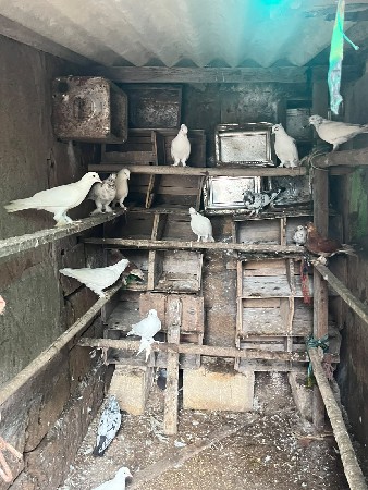કબૂતર વેચવાના છે