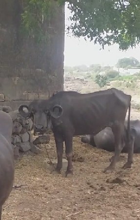 આખડાય  વેચવાની છે