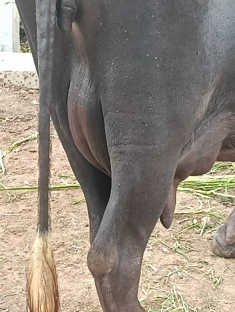 ચોથુ વેતર