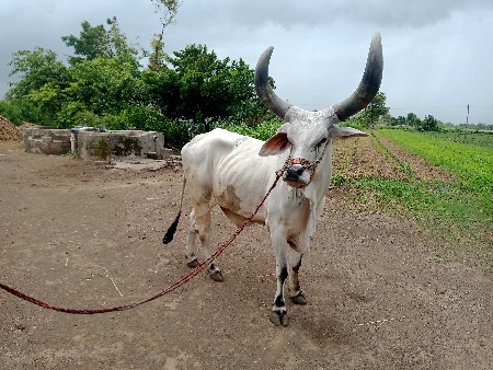 બળદ વેચવાનો છે