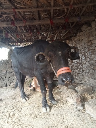 ખડેલી વેચવાની છે