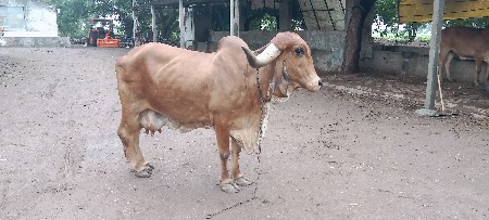 ગીર ગાય વેચવાની છે