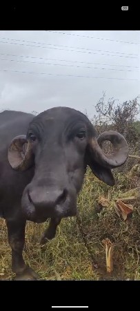 ભેંશ વેચવાની છે