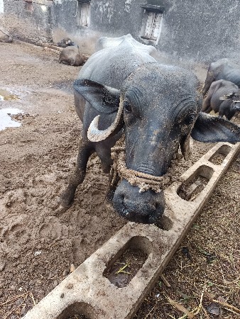 ભેંસ વેચવાની છે