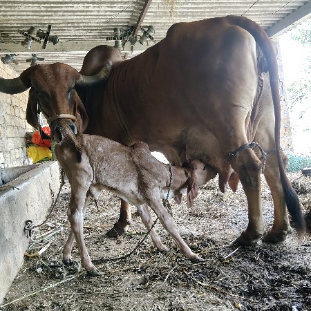 ચોથું વેતર છે ગાય
