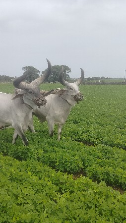 બળદ વેચવાના છે