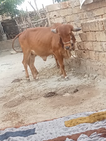 વિગત