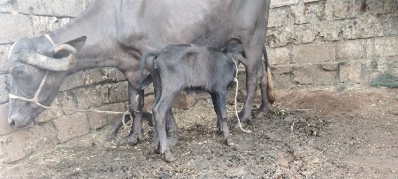 આ ખડેલી વેચવાની સે