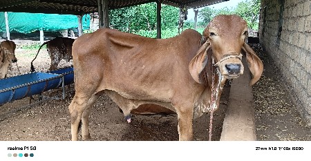 ઓરિજનલ ગીર ગાય ના વાછડો