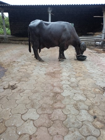 ભેંસ વેચવાની છે