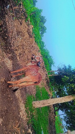 કાબરી ગીર હોડકી વેચવાની છે
