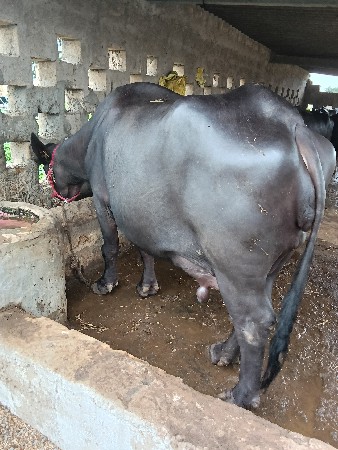 ભૈસવેસવાનિસે