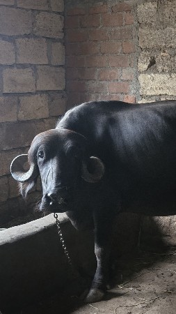 પેલા વેતર ની ખડાય વેચવાની છે