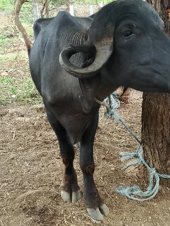 2 ખડેલી આપવાની છે