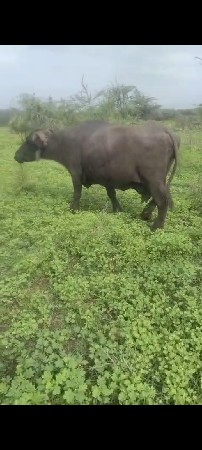 આ ભેંસ વેચવાની છે 10 15 વાર