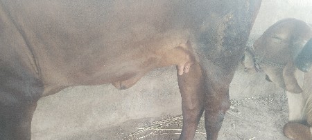 ક્રોસ એસ એફ વેચવાની છે