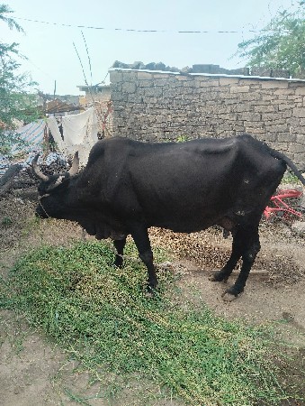 આ કાય વેચવાની છે