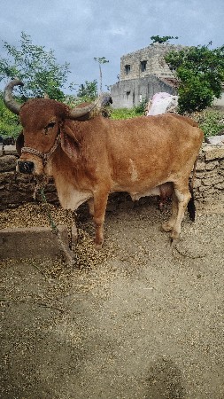 ગાય વેચવાની છે
