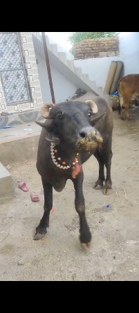 પિયોર બન્ની ખડેલી
