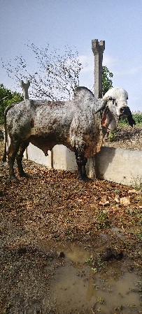 વેસવાનૉ