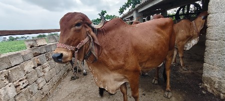 ગીર ગાય વેચવાની છે