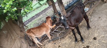 vachdo 8 mahina no